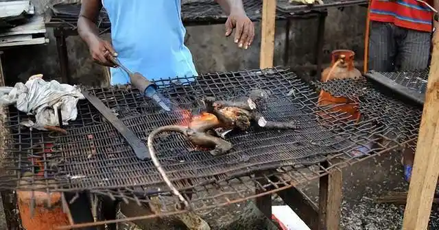 6人宰杀烹食国家一级保护动物蜂猴,毫不意外被判刑!_进行_物种_资源