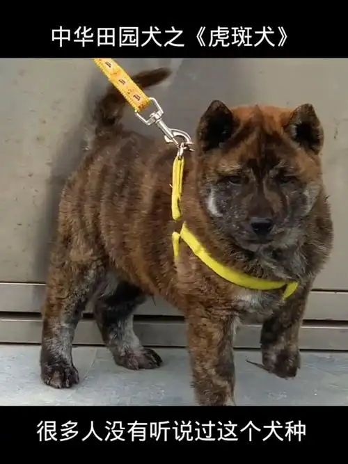 中华田园犬之虎斑犬