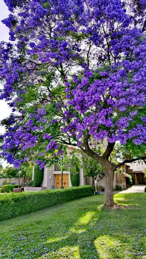 美丽花树~蓝花楹 - 美篇