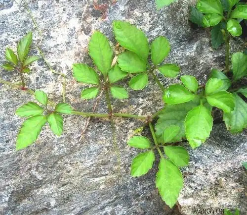 编辑本段药理作用1,氛组抗菌作用:氛组本品所含的挥发油对金黄色葡萄