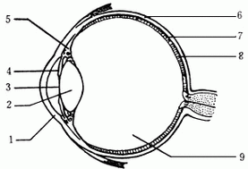 下图是人眼结构示意图,请据图回答:(括号内填序号,横线上填文字)