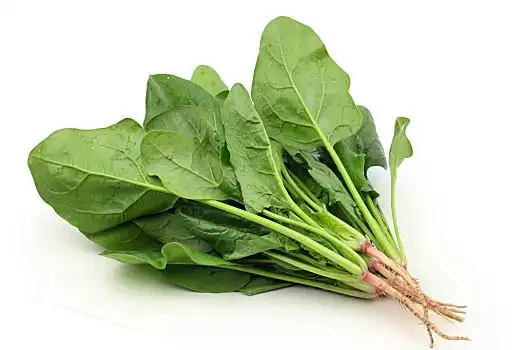 菠菜图片_菠菜图片大全_菠菜图片素材