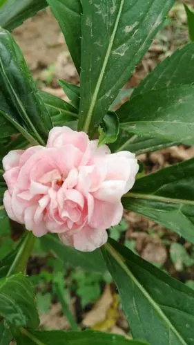 白凤仙可治灰指甲