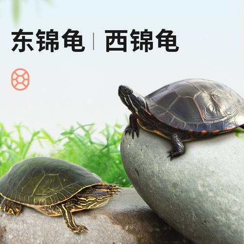 东锦龟东部龟深水龟小乌龟红纹西锦龟家养活体小宠物观赏招财外塘