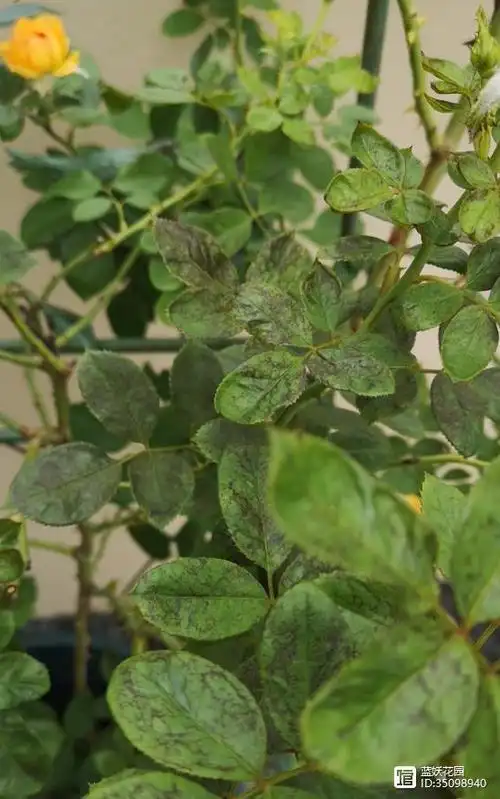 蓝妖:月季蓟马虫害的防治方法