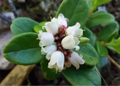 红豆会开花吗开花的样子与颜色