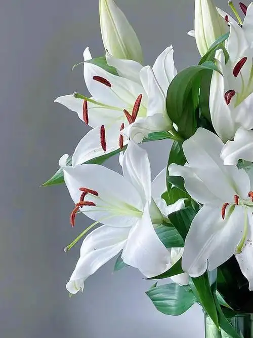 带你每天认识一种鲜花41白百合