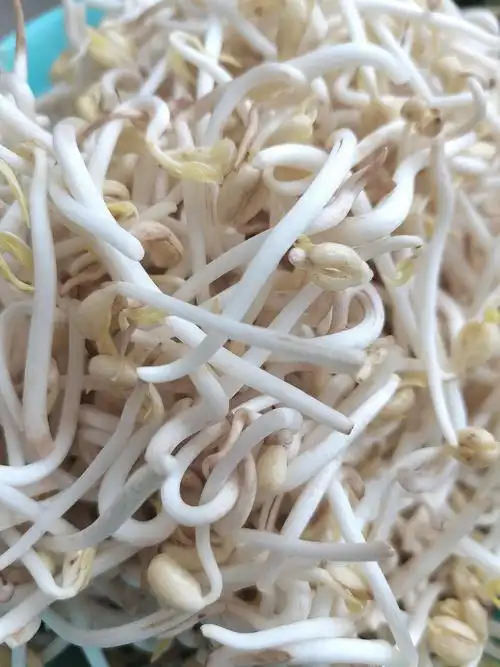 小豆芽成长记 七年七班王彦博