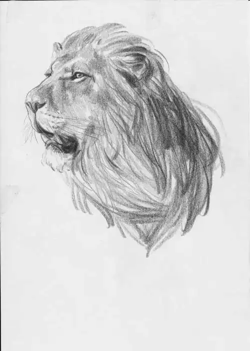 各种动物速写的临摹范本,不可错过的好素材!|素描|著名画家_网易订阅