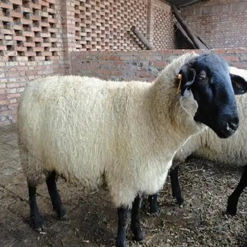 萨福克种公羊 现货出售 杂交羊肉羊 大体型抗病力强