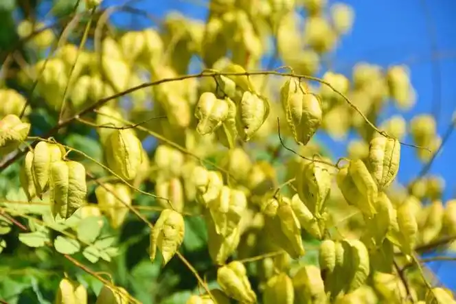 没成熟的梓树果实原创拍摄