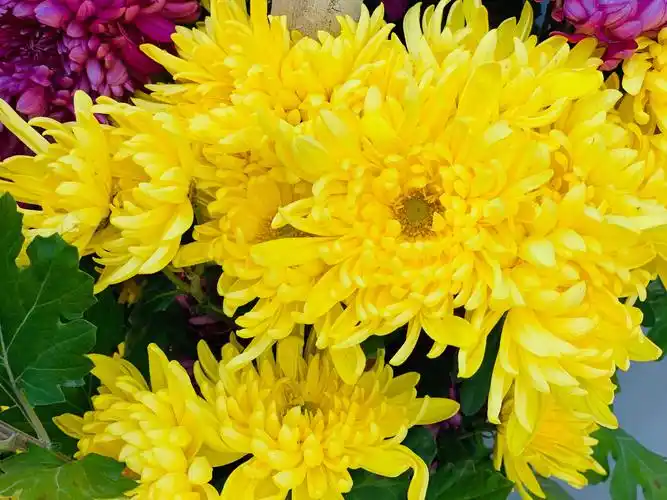 菊花根据花瓣的形状有分为平瓣类,匙瓣类,管瓣类等等.