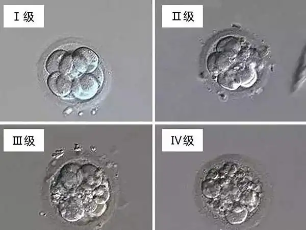 7c27c2胚胎移植成功率
