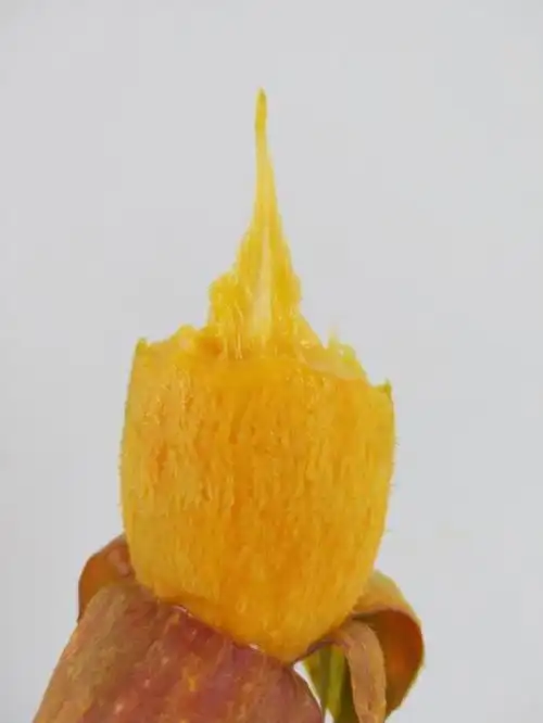 婉如小辣椒芒果产量稀少形如辣椒核细如牙签香甜多汁