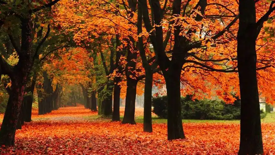 风景壁纸,唯美,清新,森林,自然风光,壁纸,1920x1080