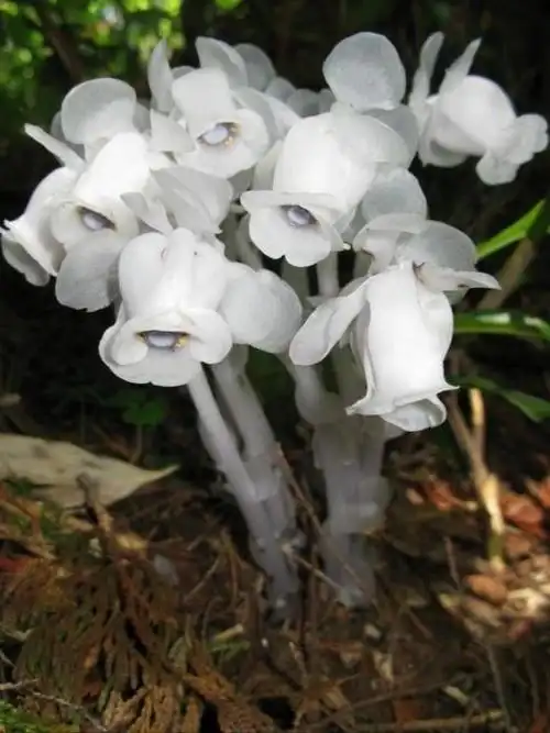 幽灵之花水晶兰