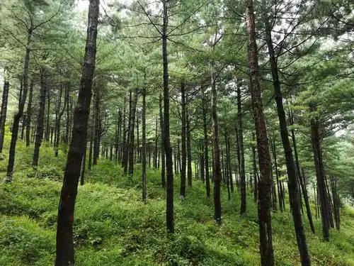 沈阳本溪第一片人工红松林