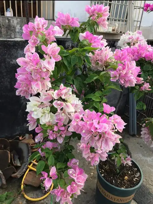 广红樱每次开花都一簇一簇的