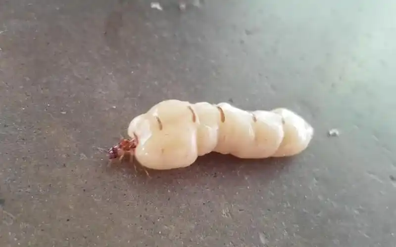 【蚂蚁】【萌】蚁后实录-pj兄贵-吃的-哔哩哔哩视频