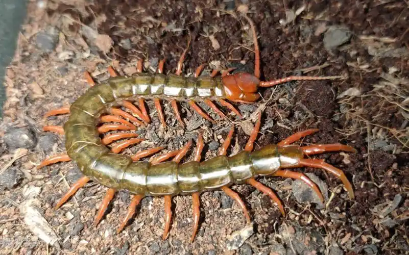 一群少棘蜈蚣开箱_哔哩哔哩 (゜-゜)つロ 干杯~-bilibili