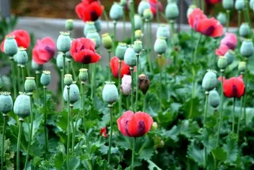 种铲毒"专题知识宣传 写美篇    毒品原植物是指用来提炼,加工成鸦片