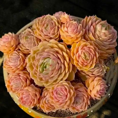 精品高档稀有品种多肉植物大颗昂斯诺室内阳台净化空气盆栽绿植花