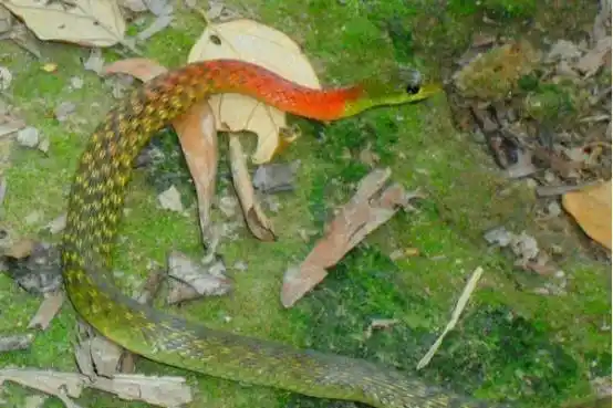 原创头长鸡冠的蛇真存在吗是否有人见过可能就是这两个货