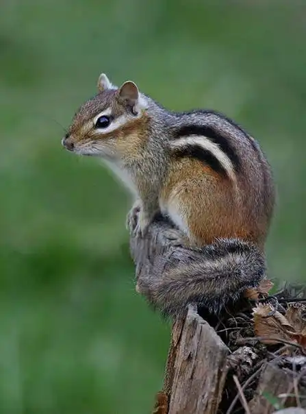 19419464" data-lemmaid="19419464">花栗鼠 /a>,属于松鼠科花鼠属