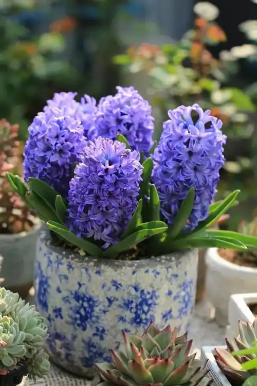 即便在冬季也可开花花,香气宜人,色泽高雅3长寿花,四季常青植物,花小