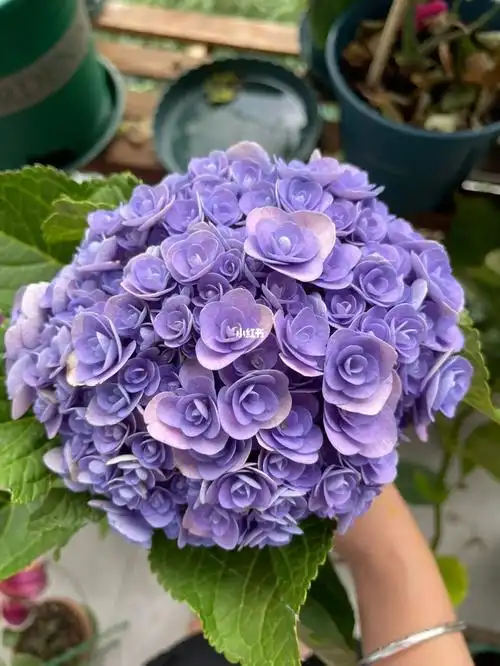 这一朵花开了一个半月了,颜色也好神奇#绣球  #绣球妖精之吻