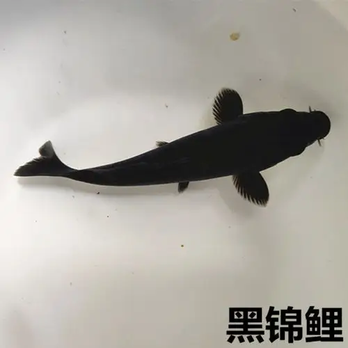 锦鲤鲤鱼活体纯种观赏鱼冷水鱼黑金龙凤风水鱼