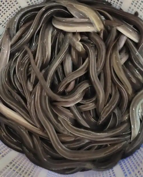 鳗鱼苗白鳝苗花鳗苗淡水养殖优质鲈鳗江河鳗鲡包活到家活体鳗鱼苗