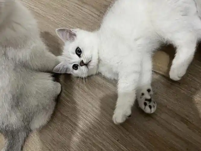 这个品相的银渐层贵嘛