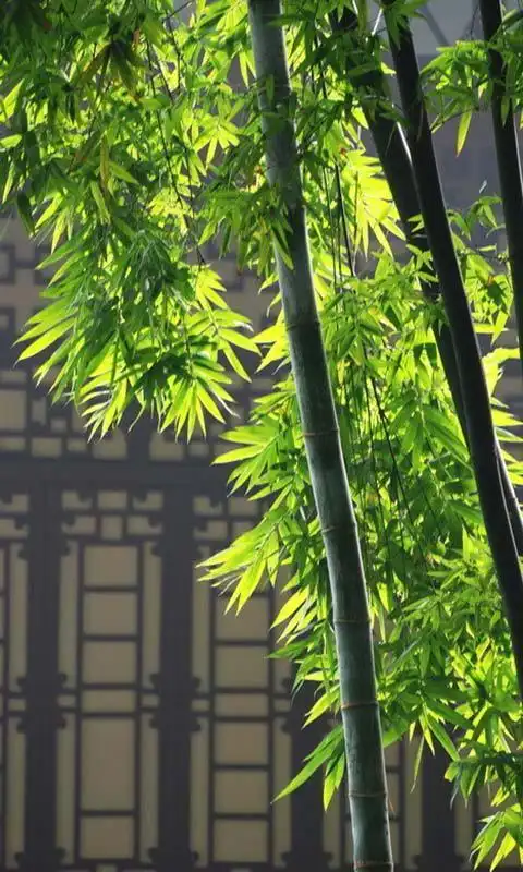 竹子手机壁纸