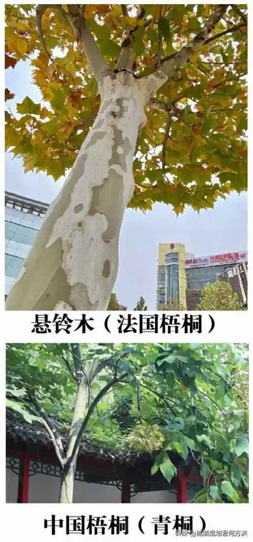关于我国行道树之王法国梧桐与中国梧桐的区别及市树选择研究分析