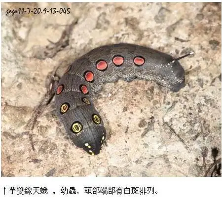 展开全部 芋双线天蛾的幼虫