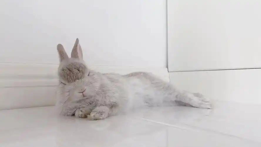 活动  阿伟在哪?小兔子睡觉真是太好吸了