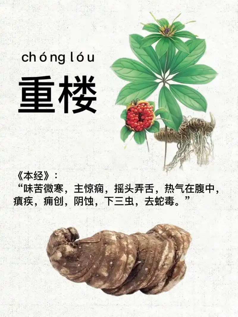 中草药知识 #重楼 #传承中医文化 重楼 - 抖音