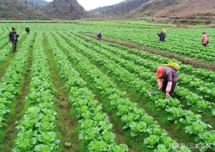 这种农作物不出名,但是它是一种好吃的蔬菜,种植还很简单