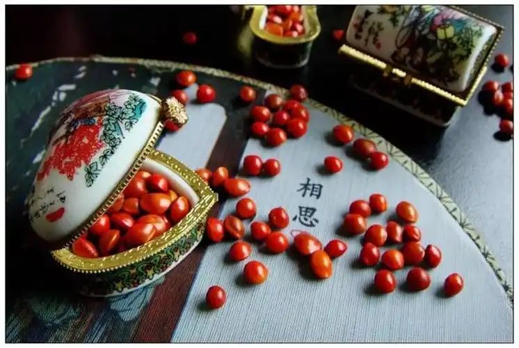 七夕节来了,那些象征爱情的植物～_红豆