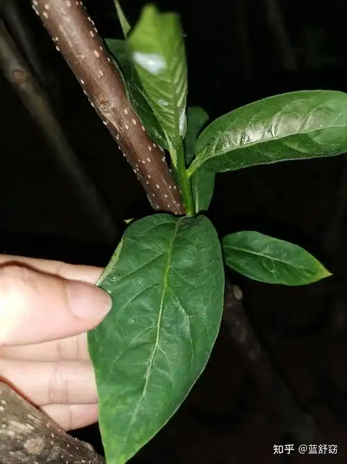 鉴别真假榴莲苗