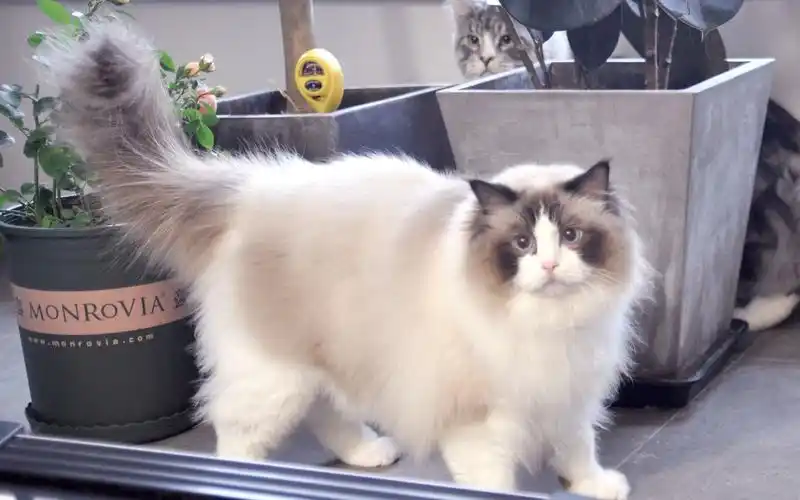 【布偶猫】【缅因猫】沉迷明日方舟的铲屎官敷衍式逗猫