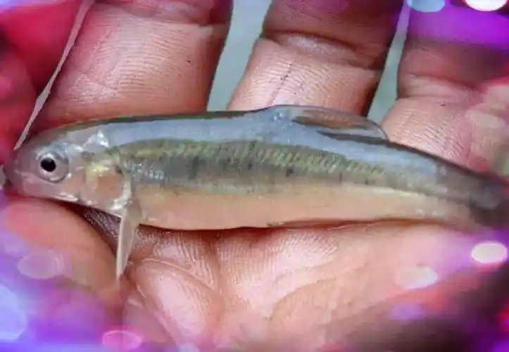 细鳞鱼(藏在深山里的细鳞鱼)