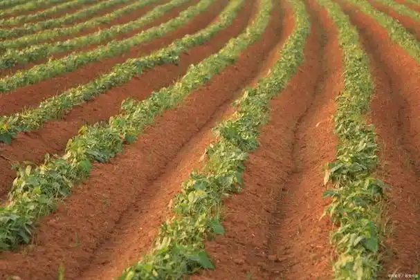 中耕除草:山药生长前期要及时中耕除草,避免杂草与山药争夺养分和水分