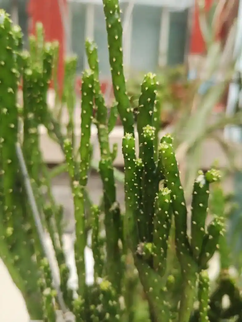 我的抖音生活日记 #见过姬珊瑚开花吗?