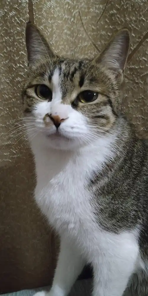 一岁母猫狸花白手套,无偿领养