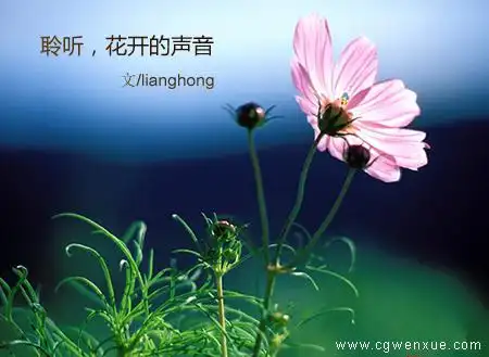 聆听,花开的声音
