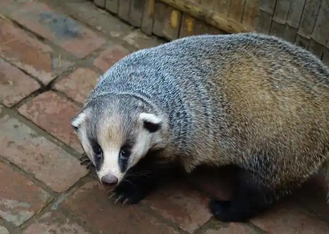 欧洲狗獾,亚洲狗獾,日本狗獾～三种小可爱的对比