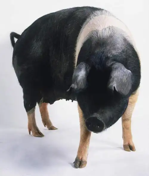 肥胖,无人,站,竖图,俯视,室内,特写,白天,白色背景,猪,阴影,反射,影子