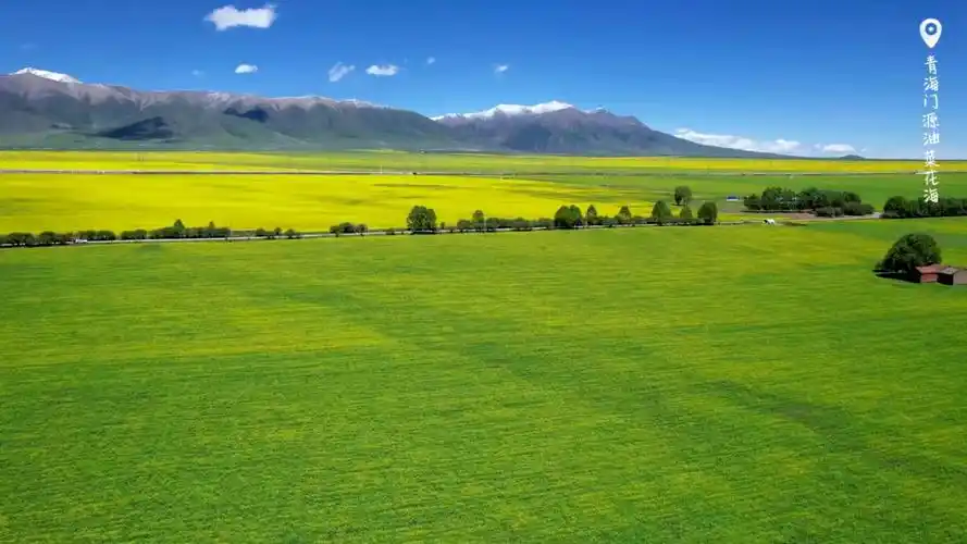 青海门源油菜花海